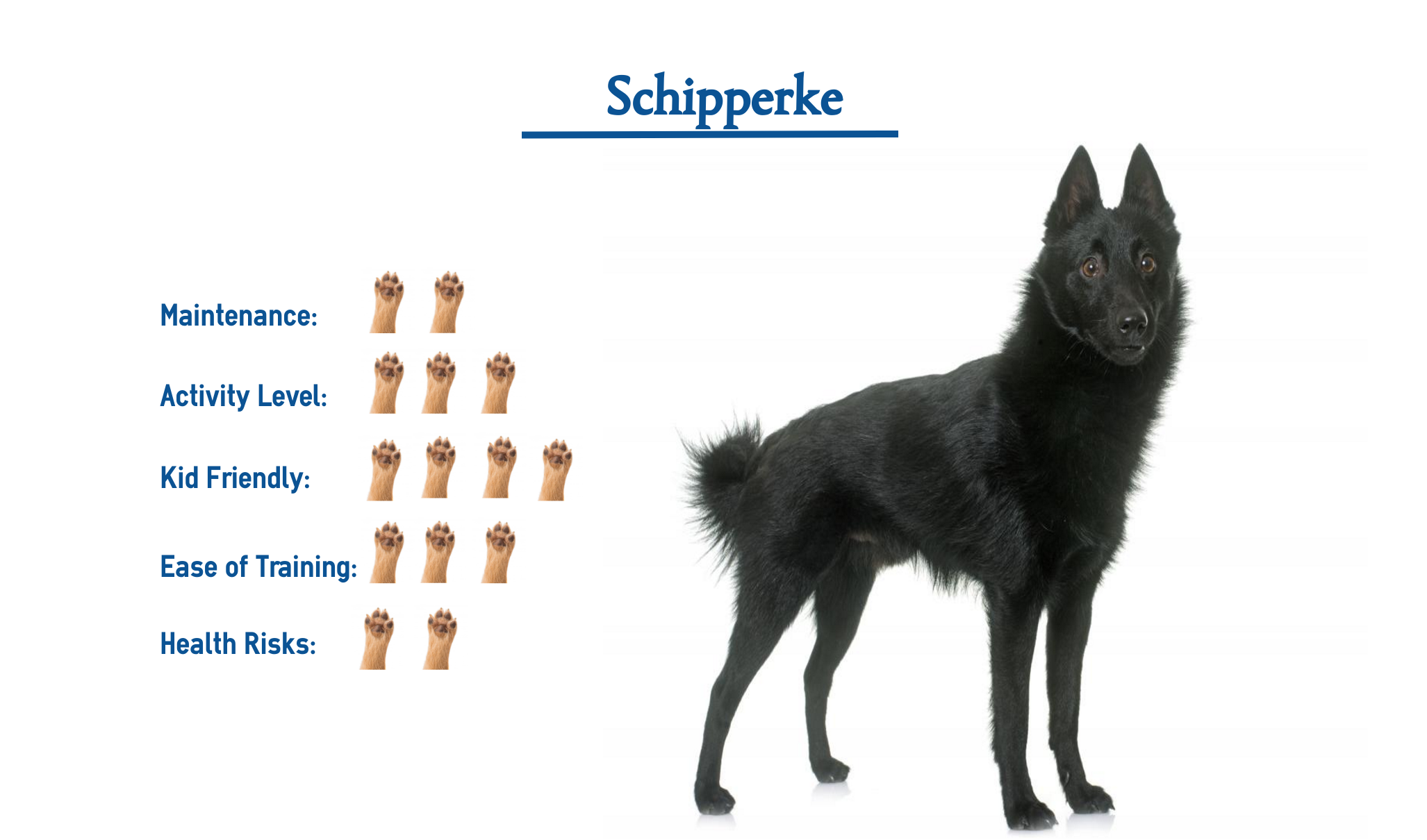 Schipperke Dog Breed Everything You Need To Know At A Glance