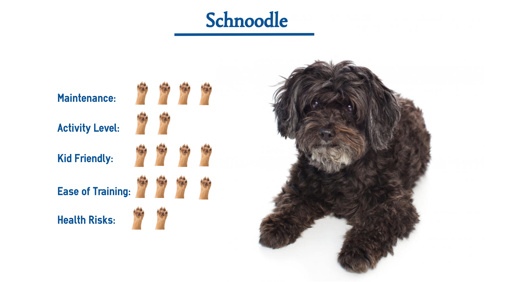schnoodle crossbreed