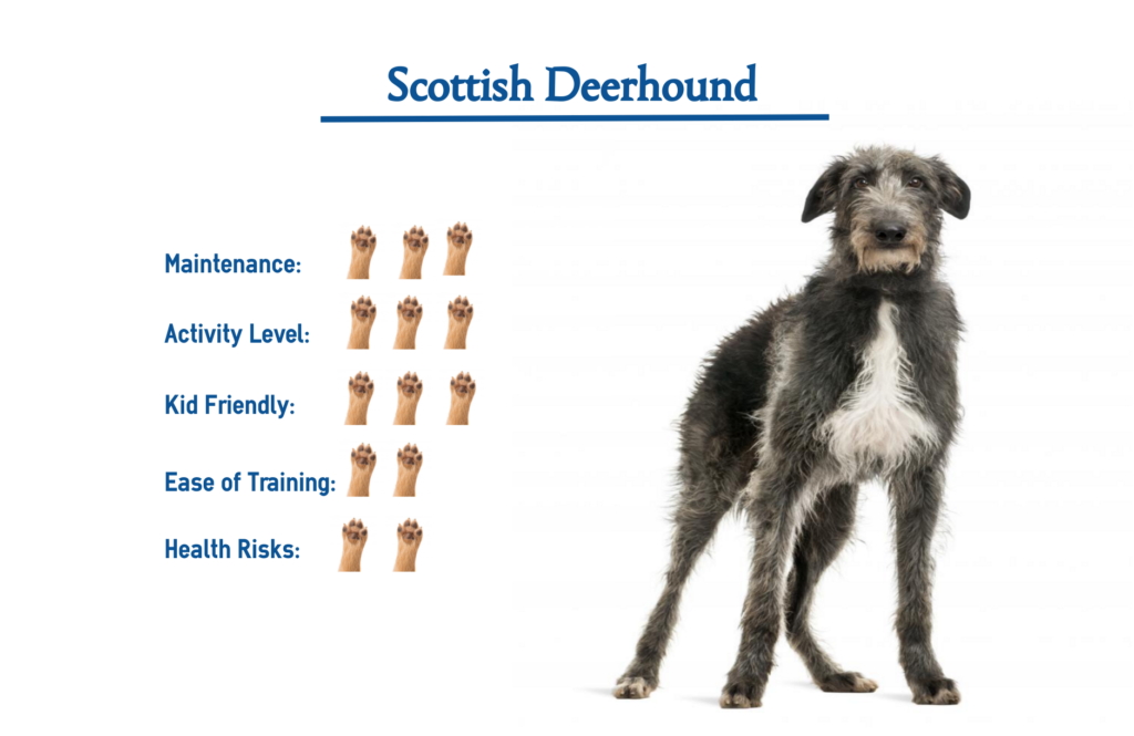 Scottish Deerhound Dog Breed… Everything You Need to Know at a Glance!