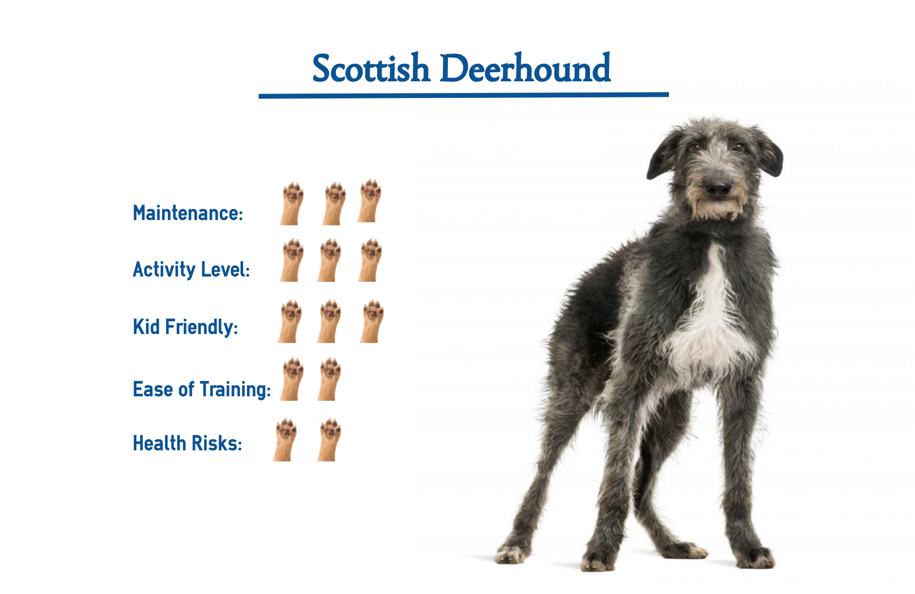 deerhound puppy for sale