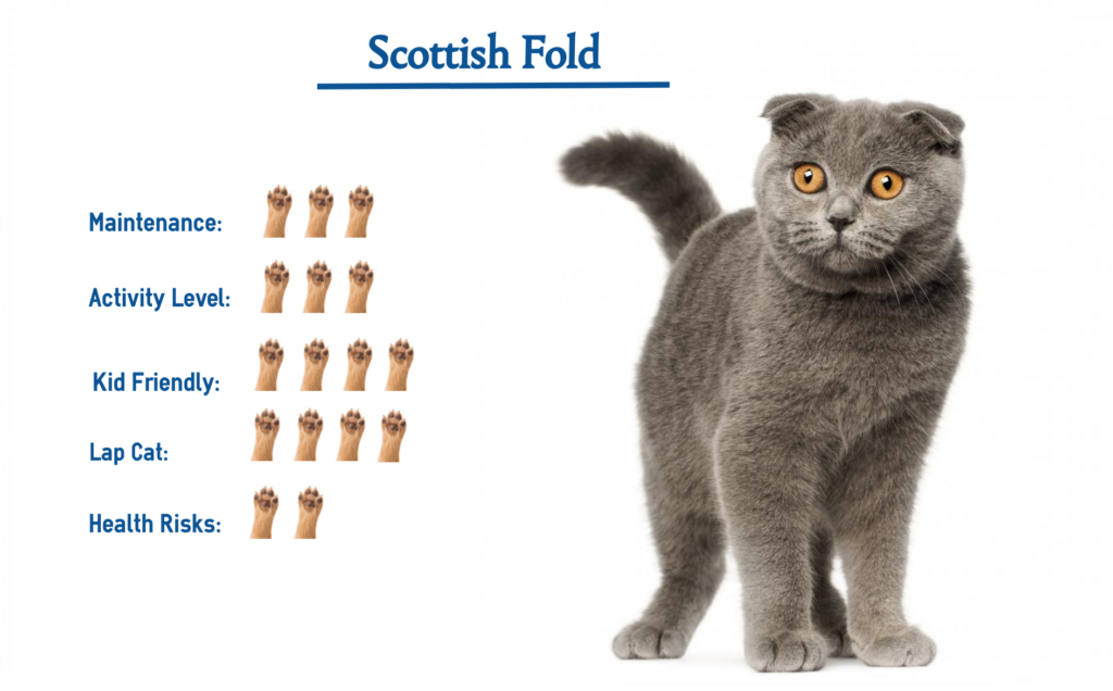 Scottish fold cat breed everything you need to know at a glance 