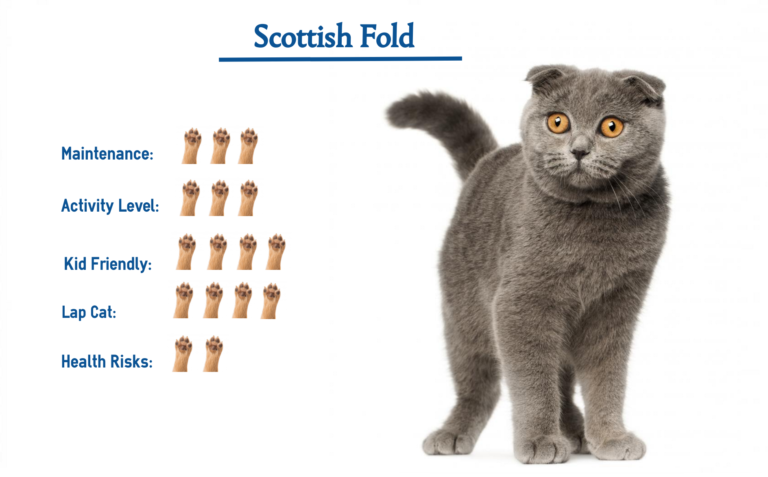 Scottish Fold Cat Breed Everything You Need To Know At A Glance 8829