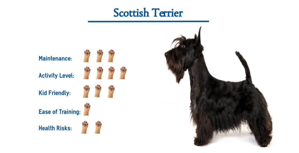 Scottish Terrier Puppy 1024x524 