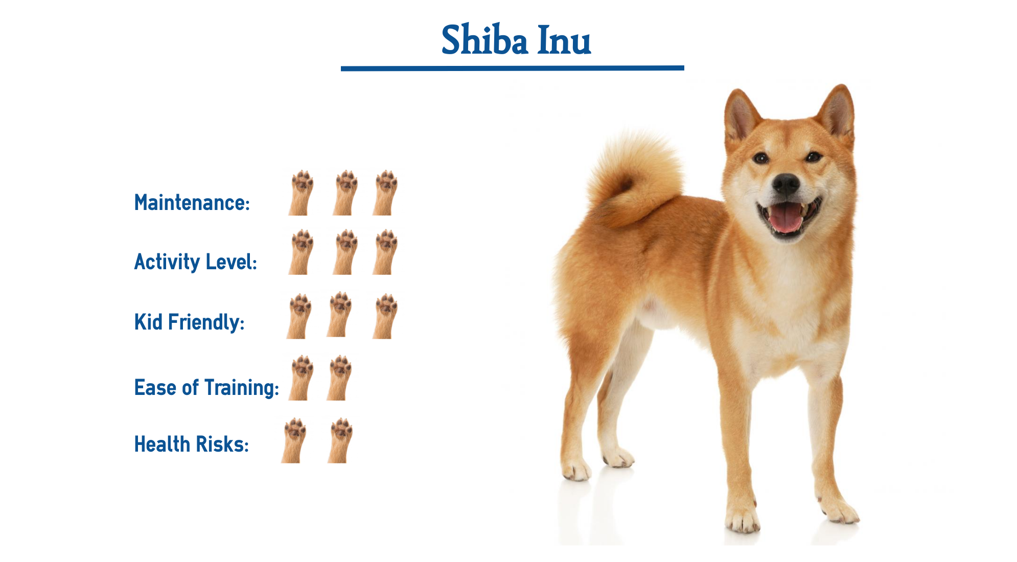 Shiba Inu Dog Breed Everything You Need To Know At A Glance