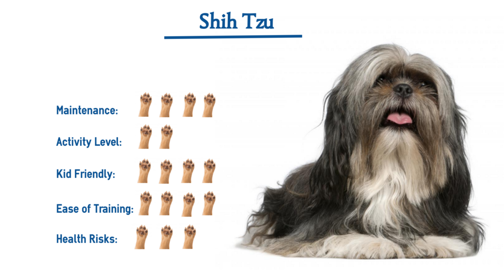 Shih Tzu Dog Breed… Everything You Need to Know at a Glance!