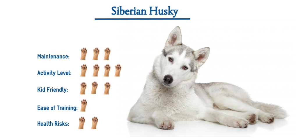 Siberian Husky Dog Breed… Everything You Need to Know at a Glance!