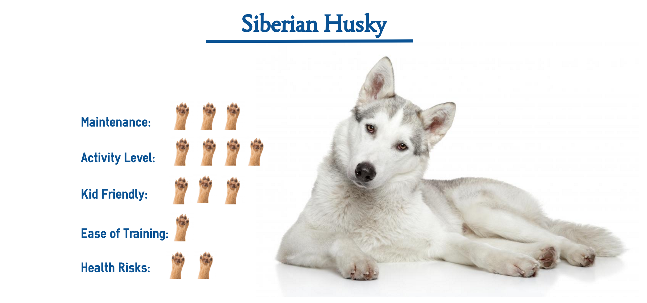 what breeds make up a siberian husky