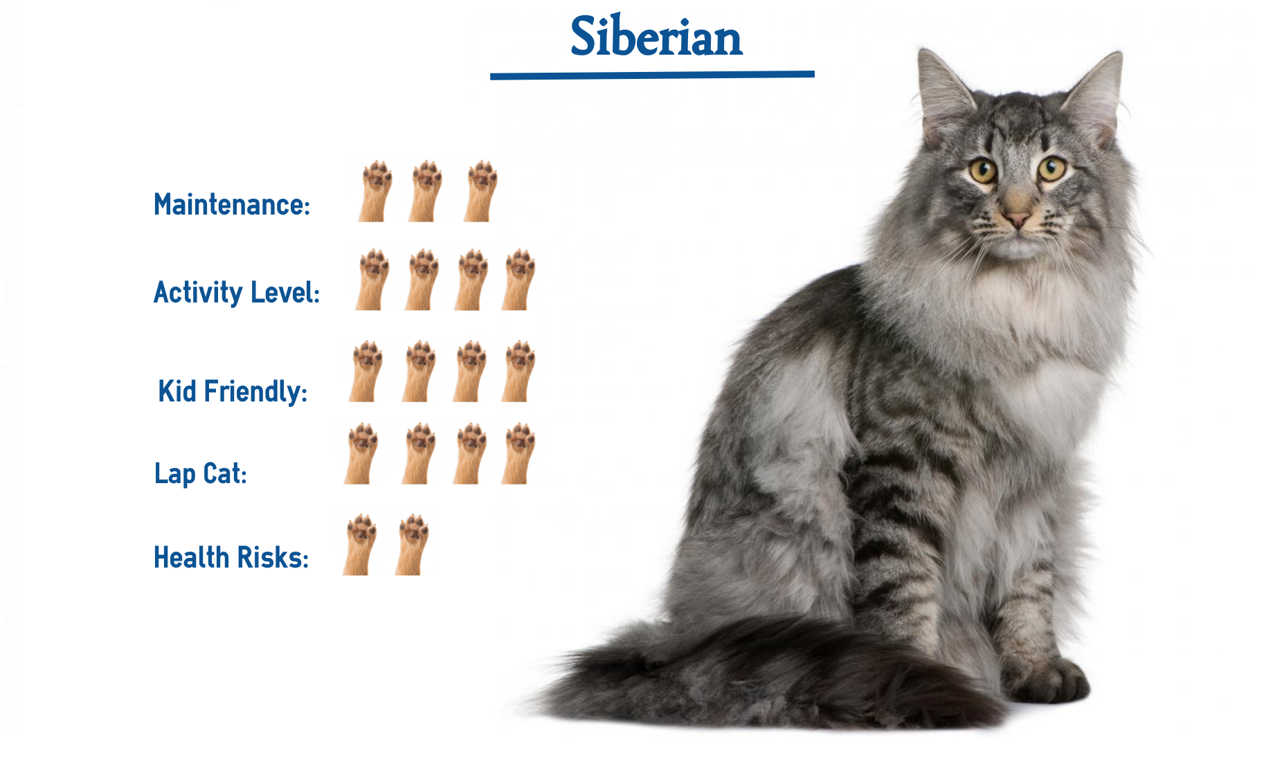 about siberian cats