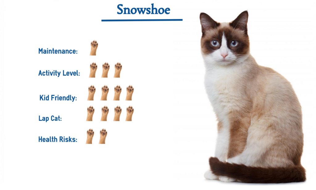 Snowshoe Cat Breed… Everything You Need to Know at a Glance!