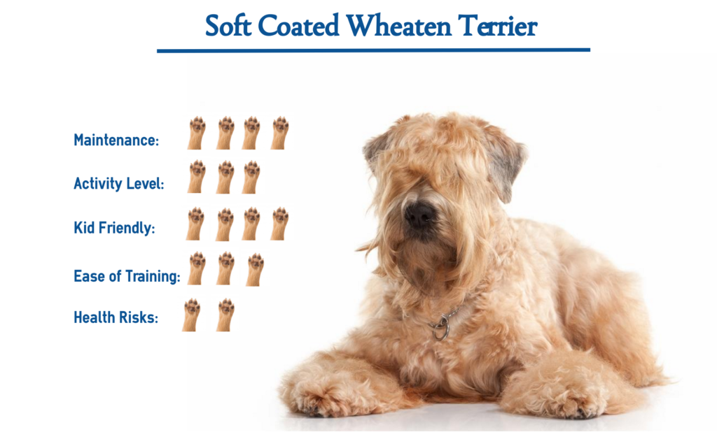 soft-coated-wheaten-terrier-dog-breed-everything-you-need-to-know-at-a-glance