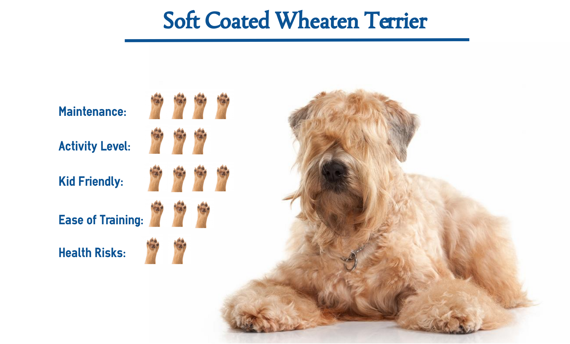 soft coated wheaten dog