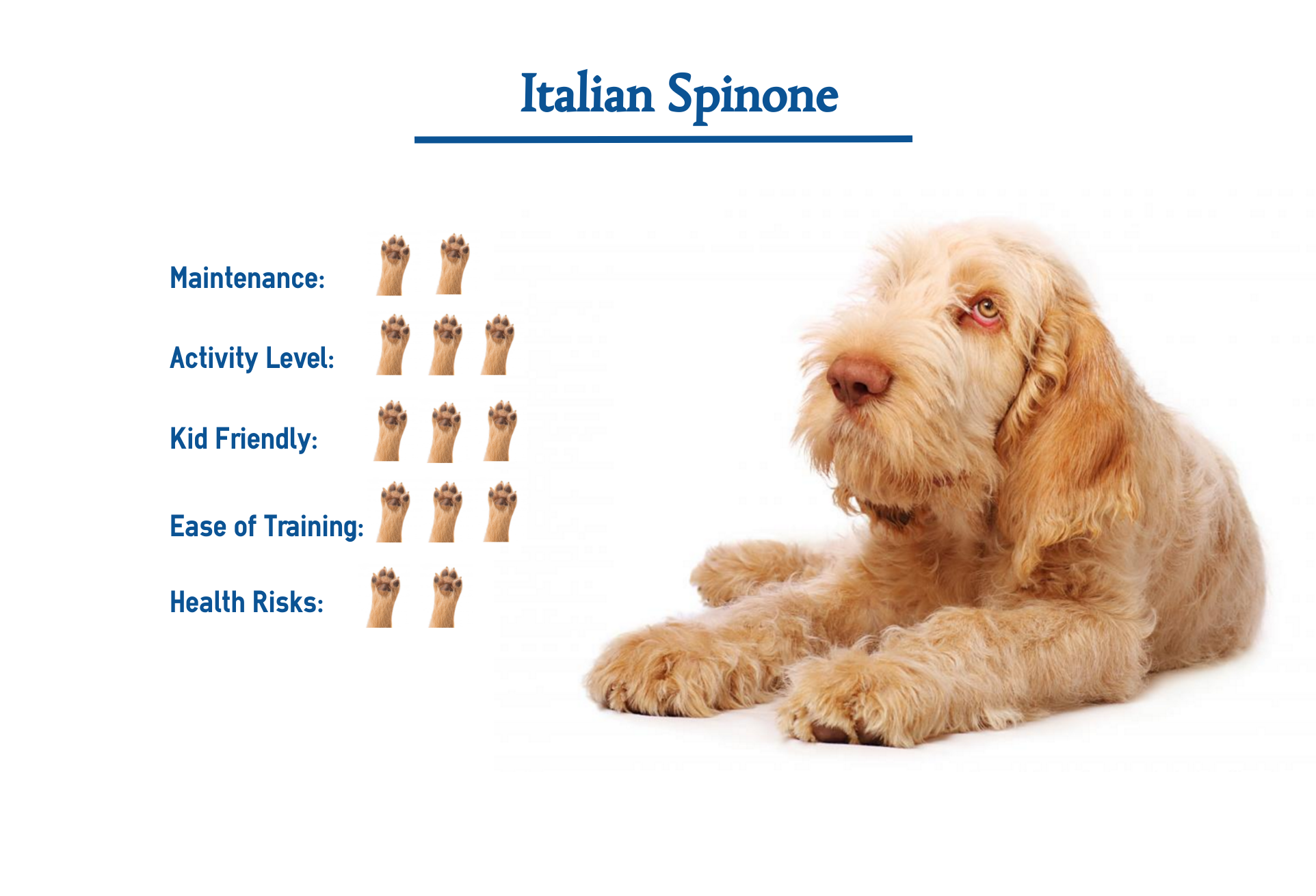 are spinone italianos smart dogs