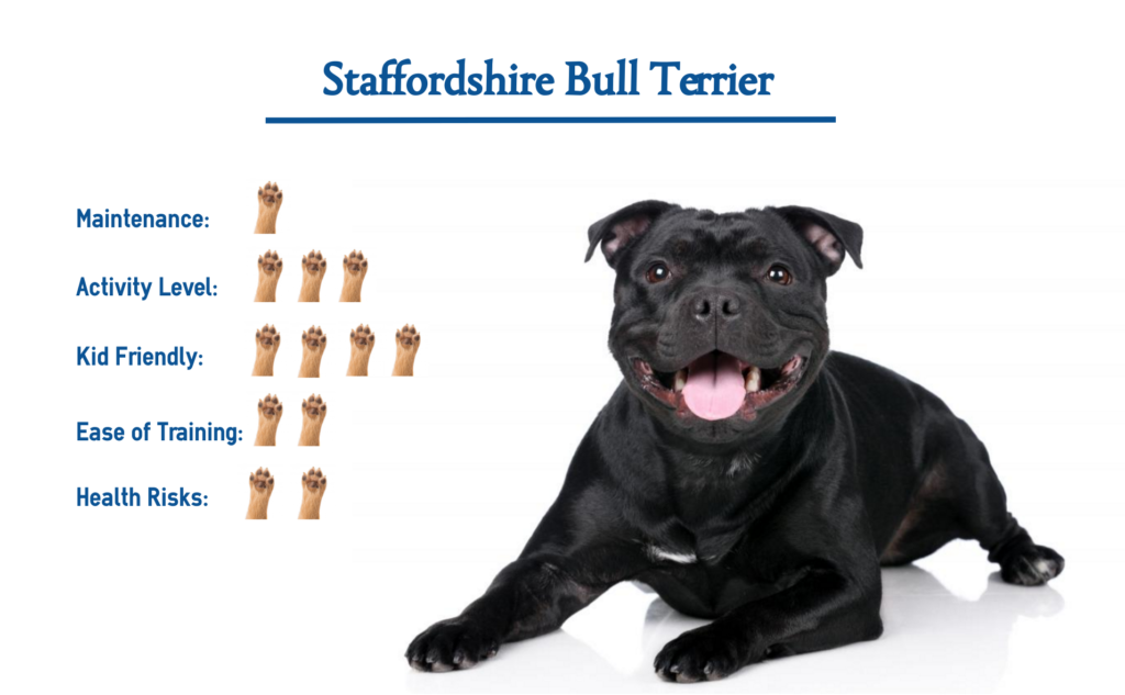 Staffordshire Bull Terrier… Everything You Need to Know at a Glance!