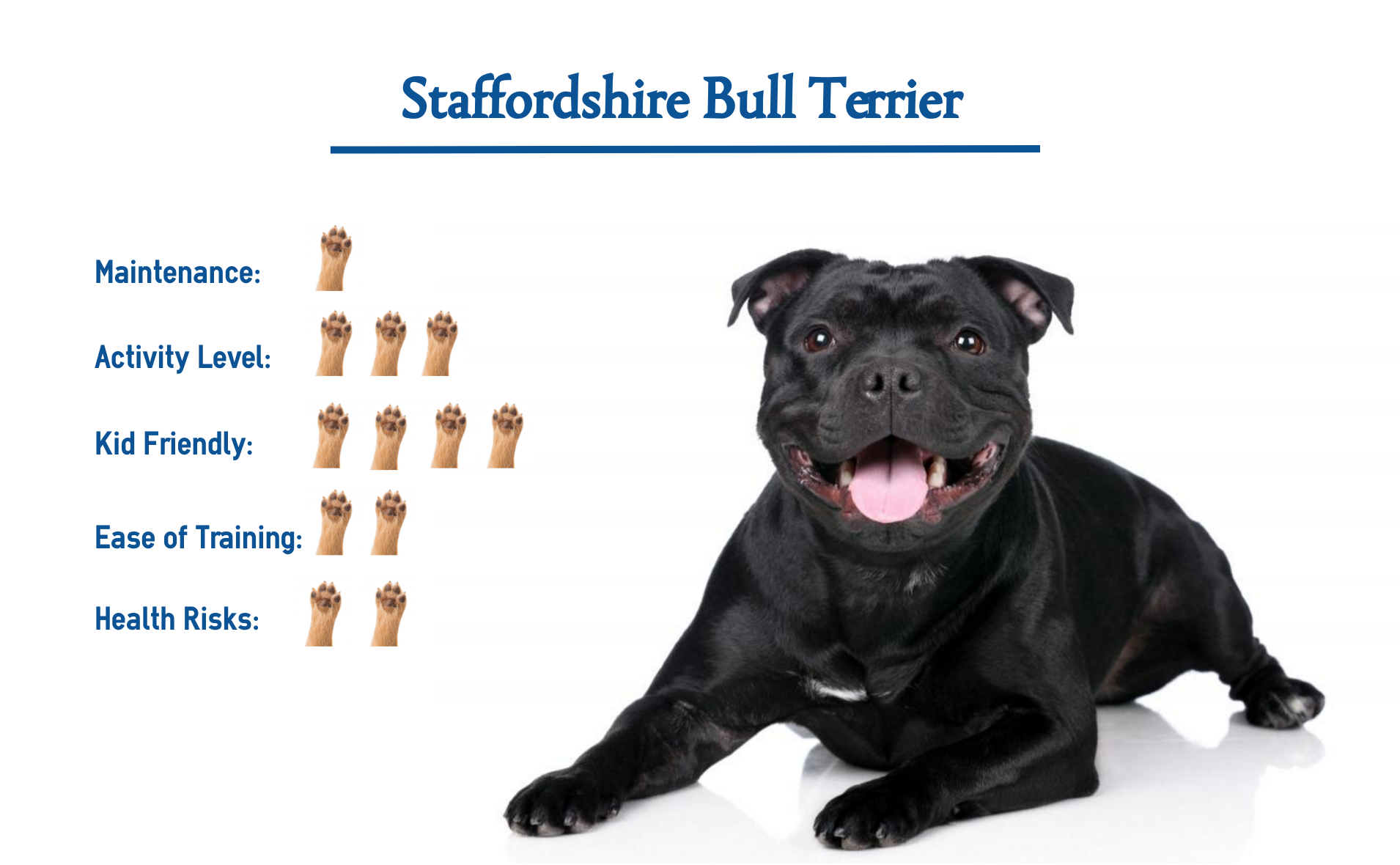 stafford bull terrier puppy