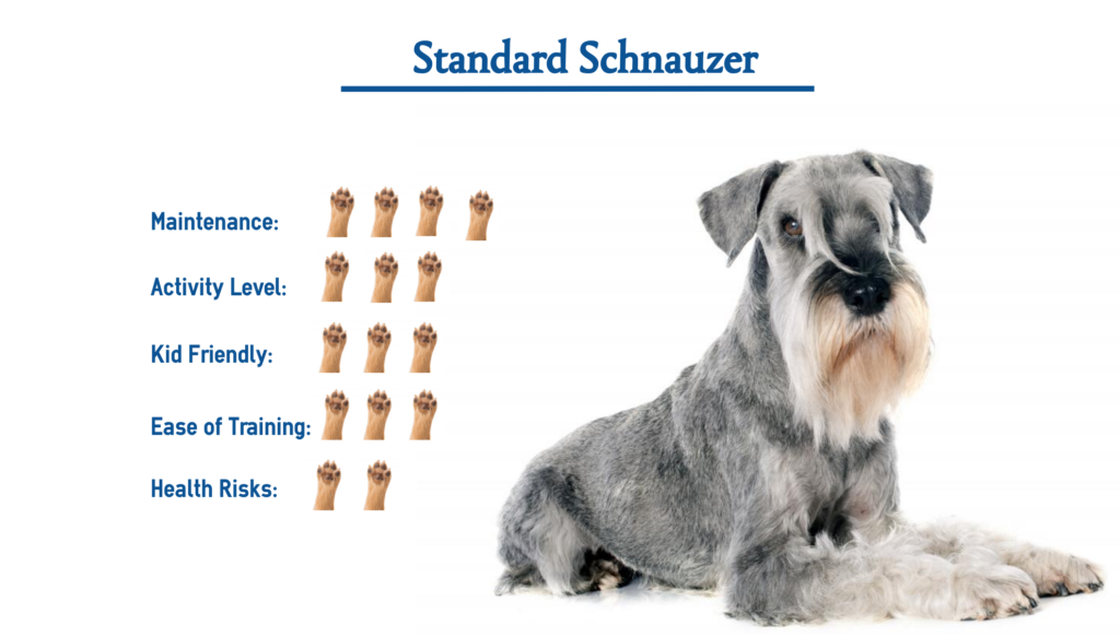 Standard Schnauzer Dog Breed… Everything You Need to Know at a Glance!