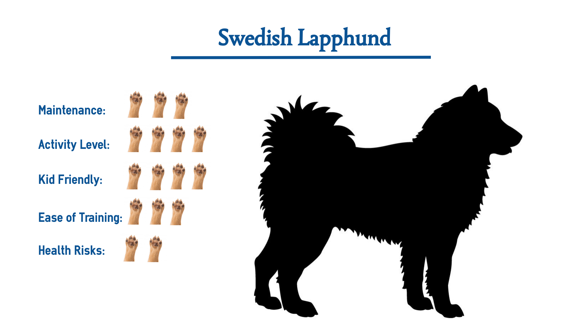 Swedish Lapphund Dog Breed Everything You Need To Know At A Glance