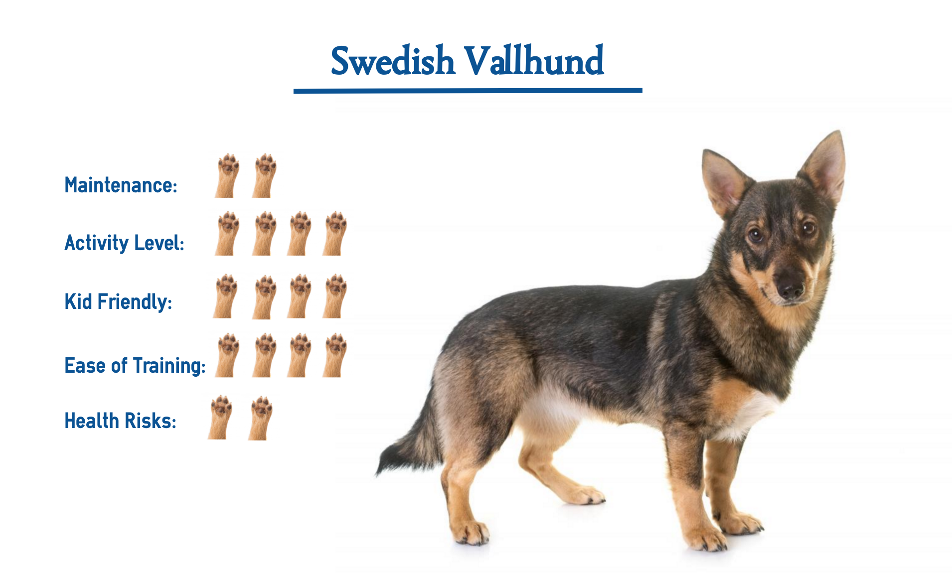 Swedish Vallhund Dog Breed… Everything You Need to Know at a Glance!