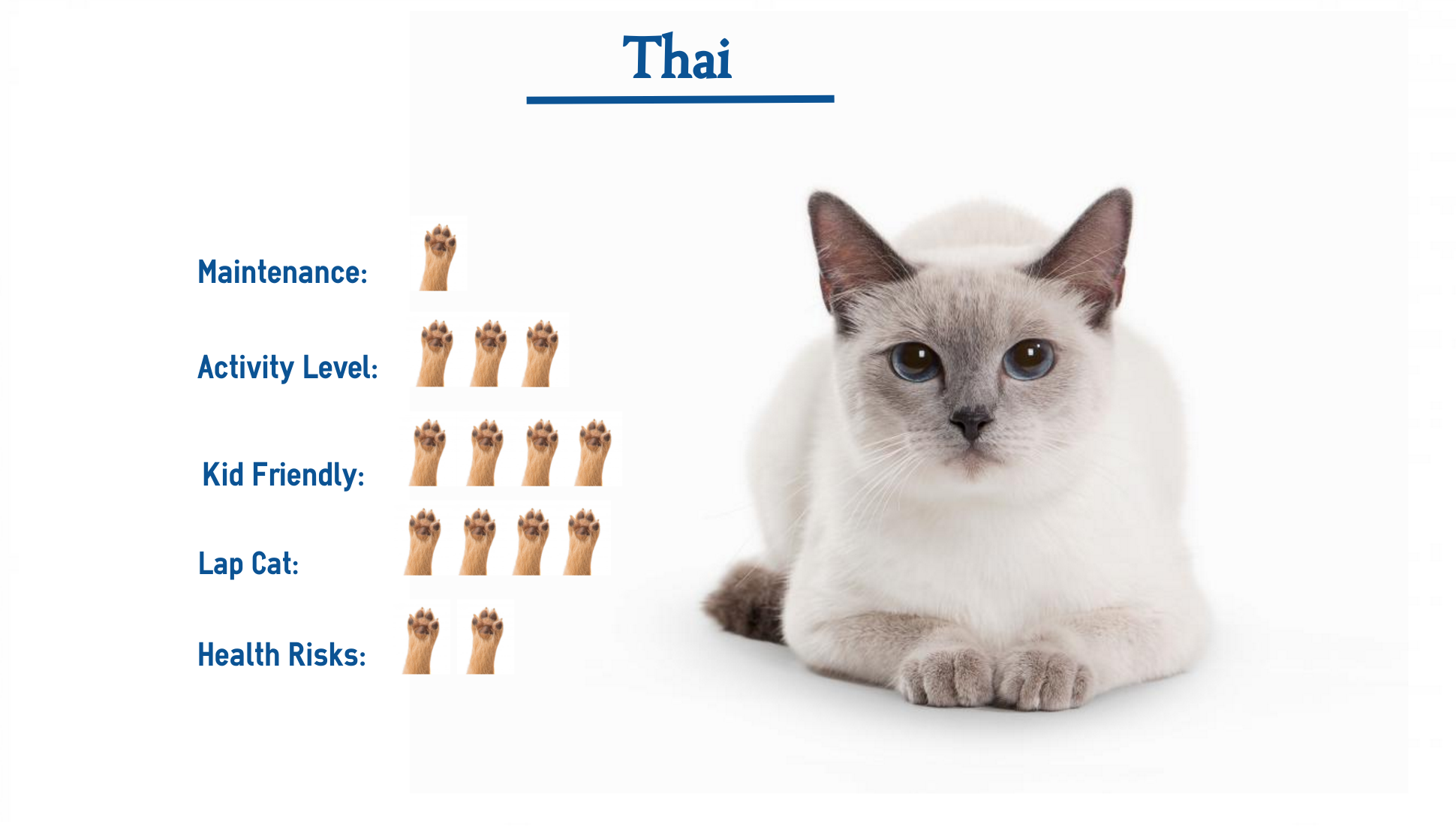 thai vs siamese cat