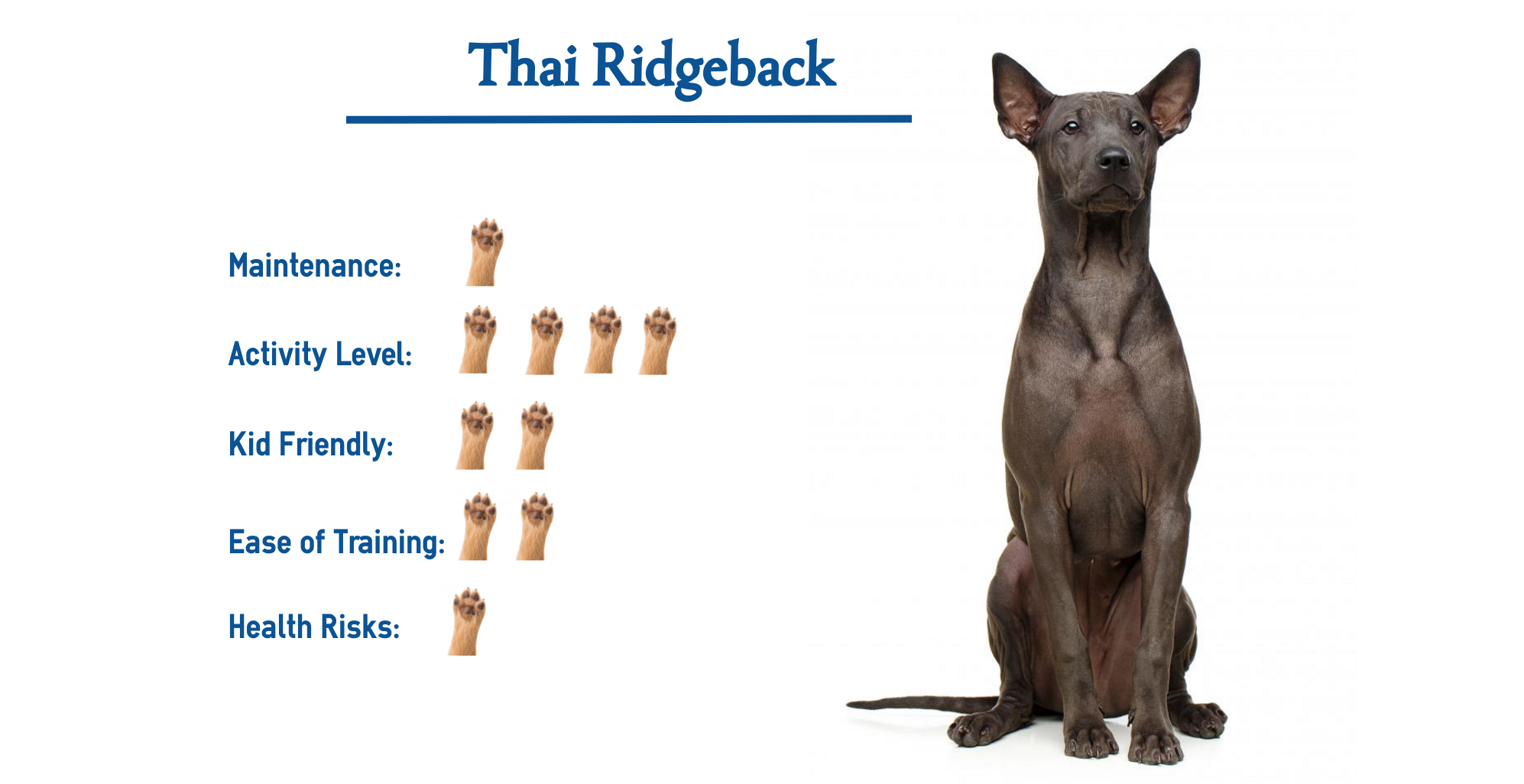 Thai Ridgeback Dog Breed Everything You Need To Know At A Glance