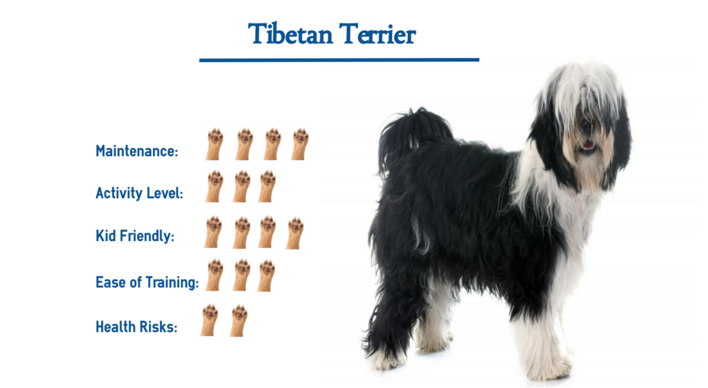 Tibetan Terrier Dog Breed… Everything You Need to Know at a Glance!
