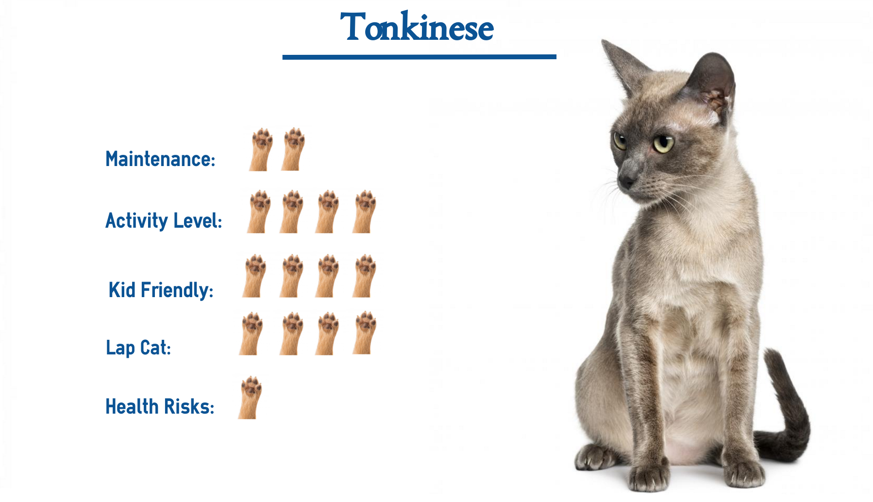 Tonkinese Cat – Cute of Animals