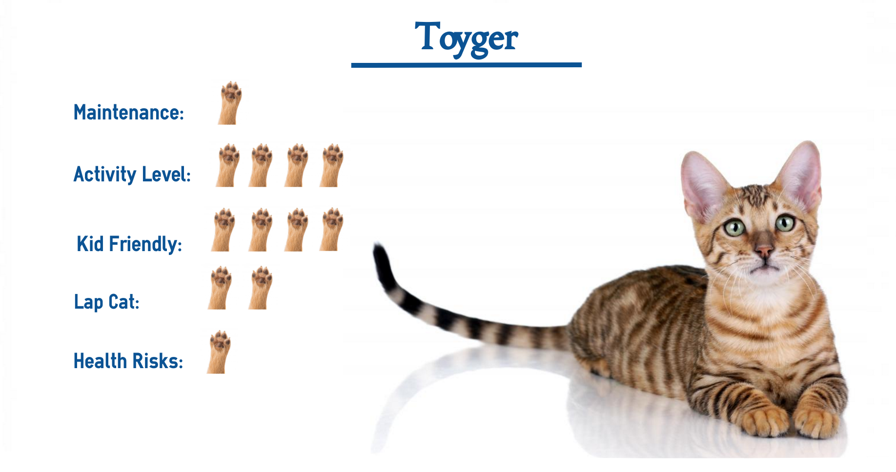 Toyger Cat Breed Everything You Need To Know At A Glance