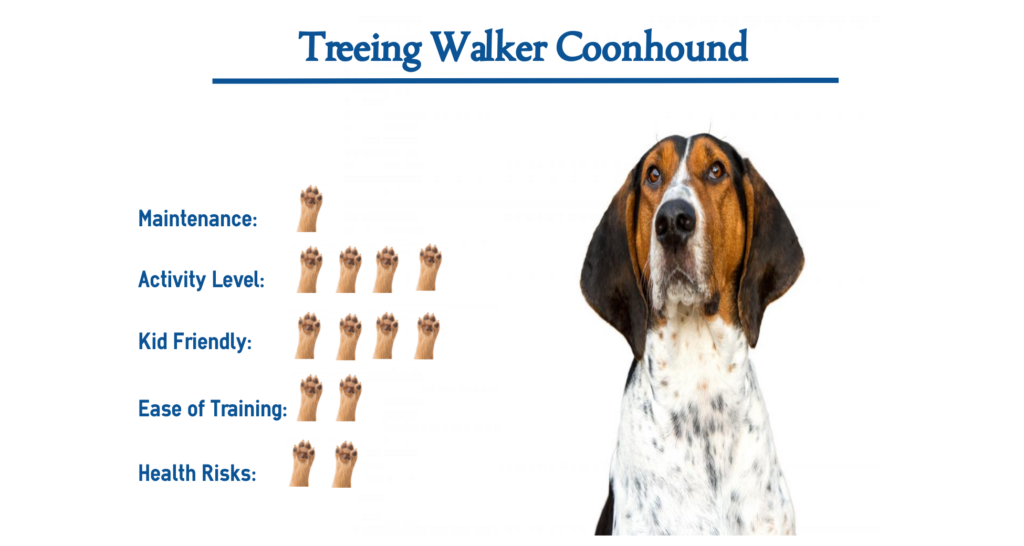 Treeing Walker Coonhound Dog Breed… Everything You Need to Know at a ...