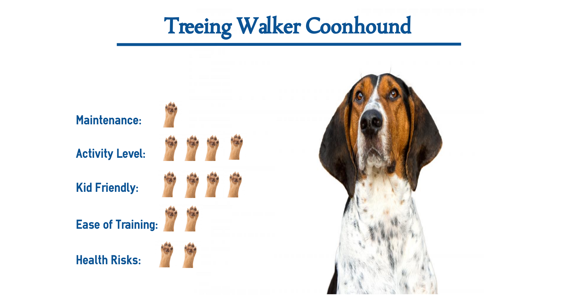 walker coonhound dog