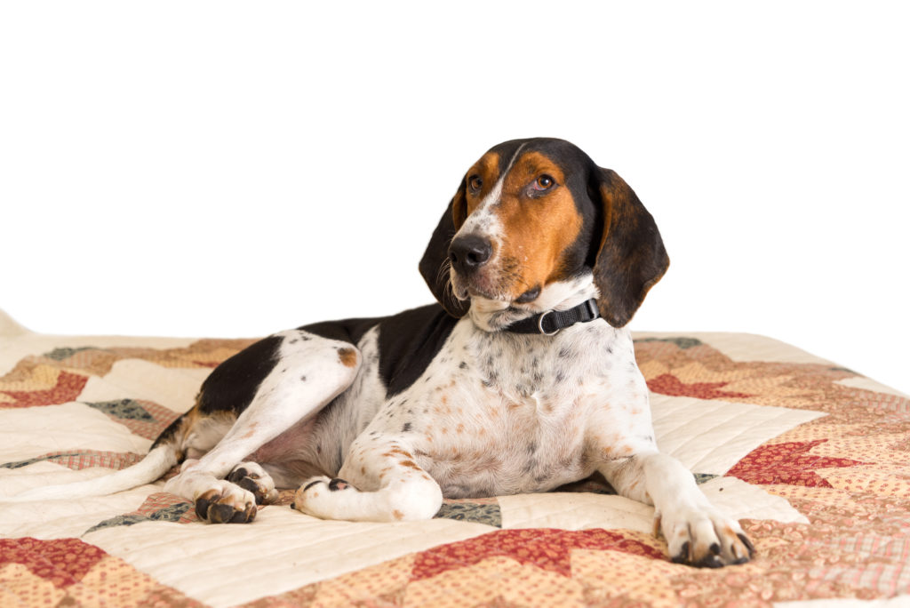 Treeing Walker Coonhound Dog Breed… Everything You Need to Know at a