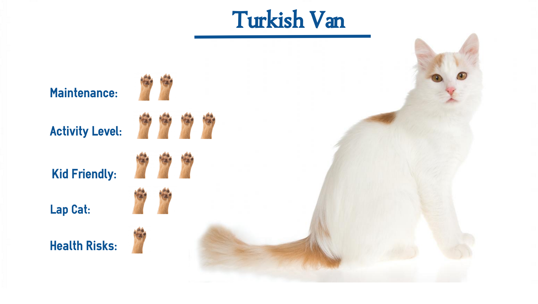 Turkish Van Cat Breed Everything You Need To Know At A Glance