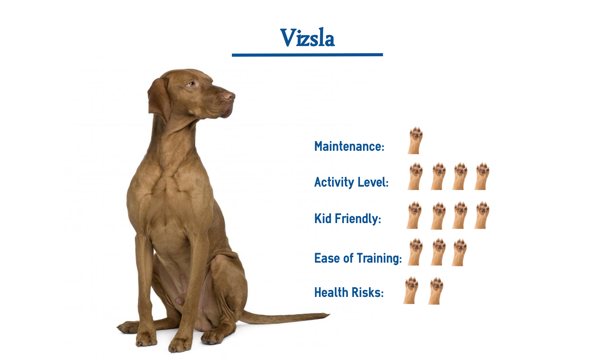Vizsla Dog Breed Everything You Need To Know At A Glance