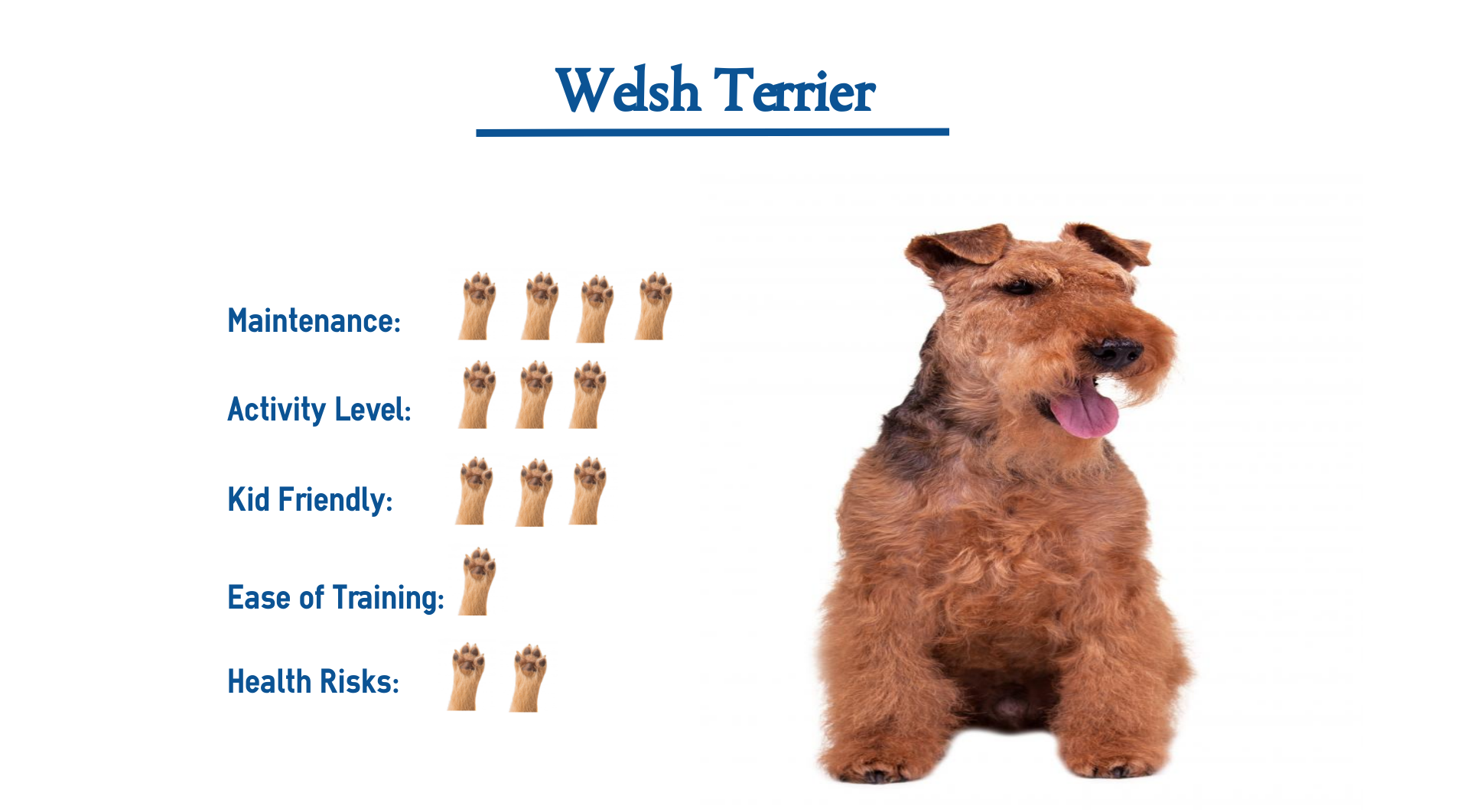Welsh Terrier Dog Breed Everything You Need To Know At A Glance