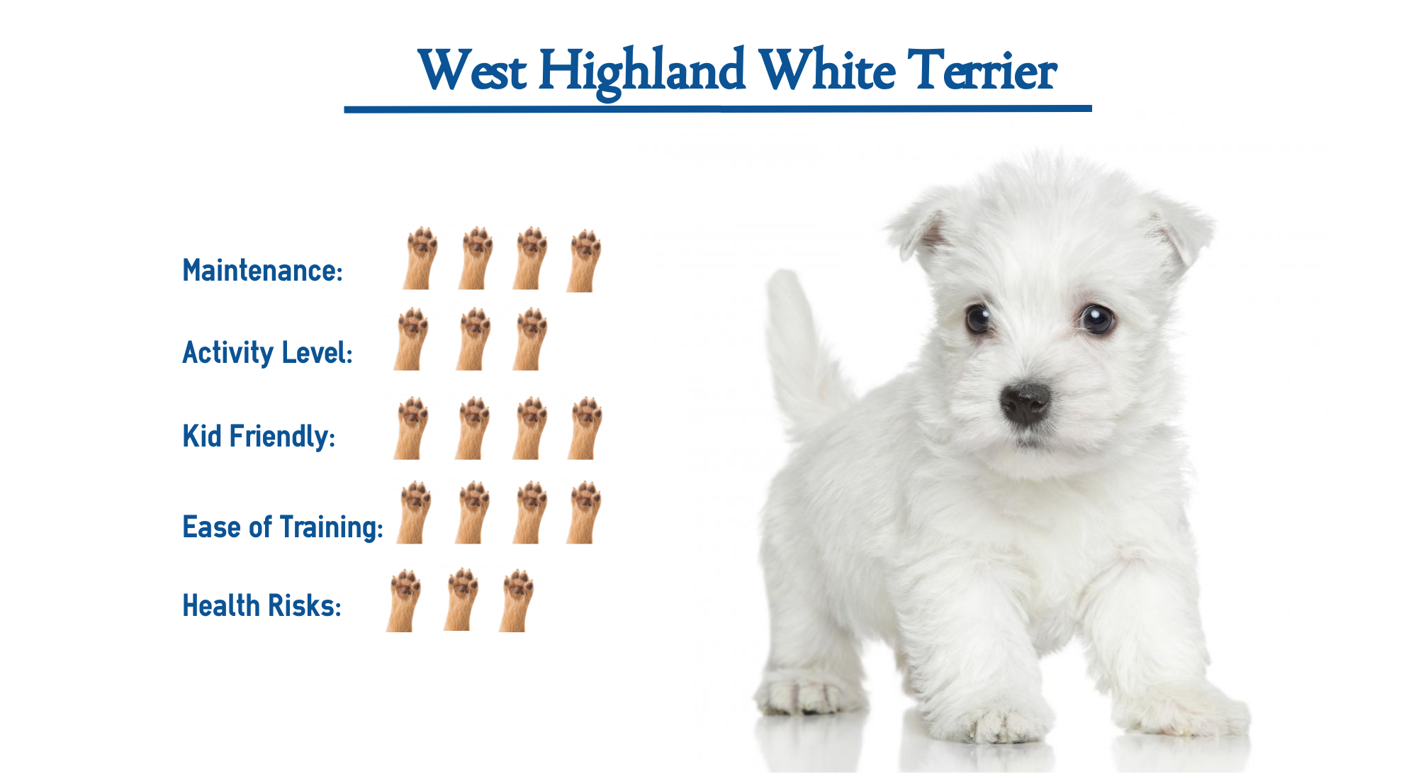 highland dog breed