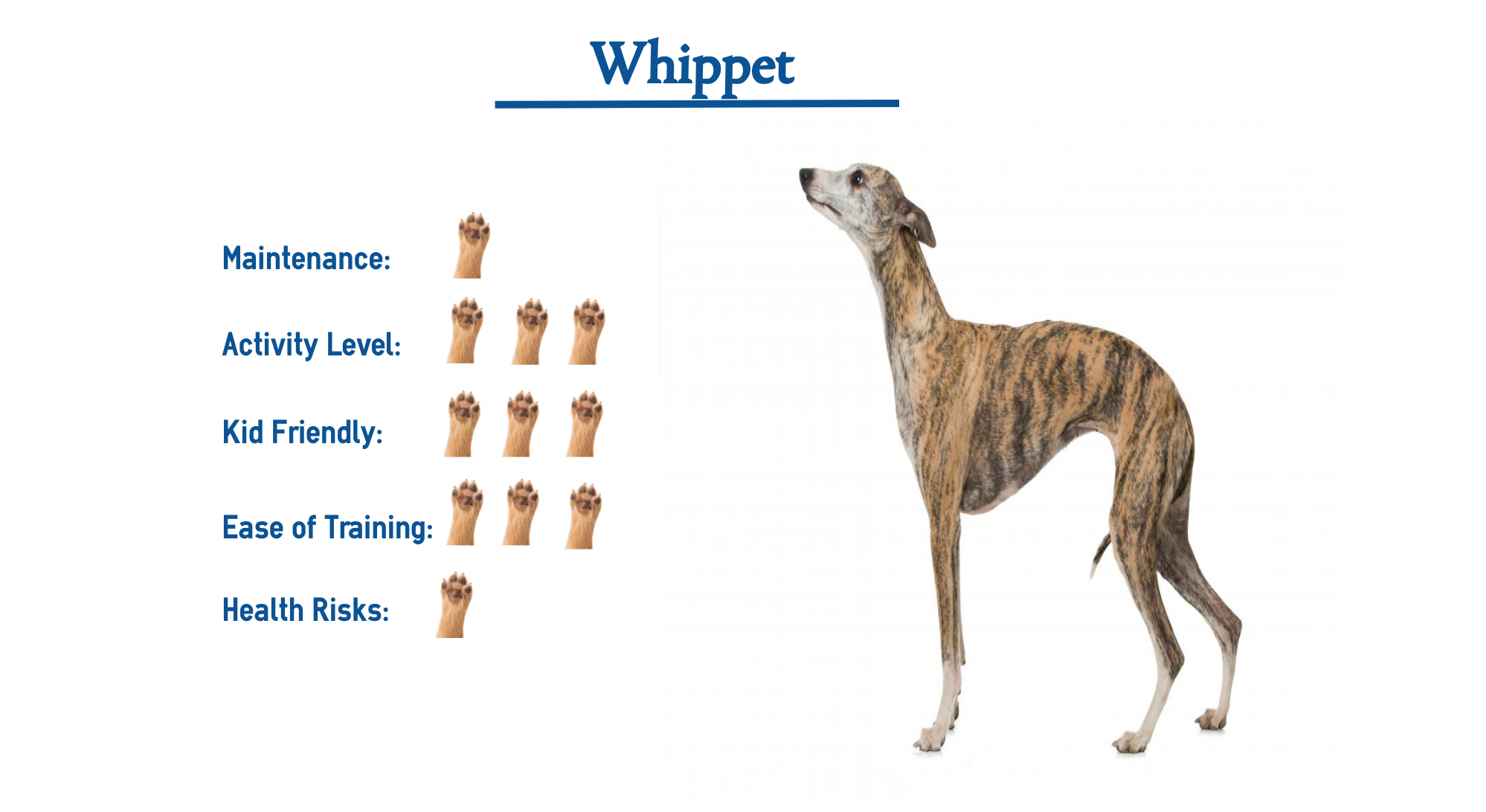 Whippet Dog Breed Everything You Need To Know At A Glance