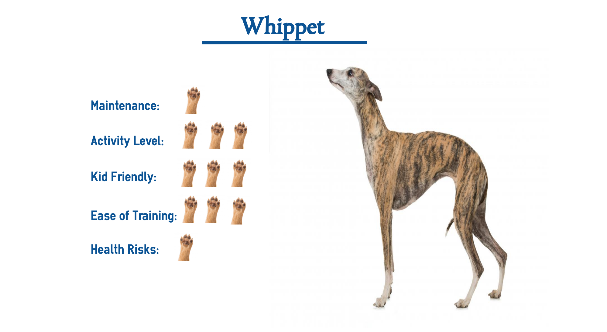 what breed is a whippet dog