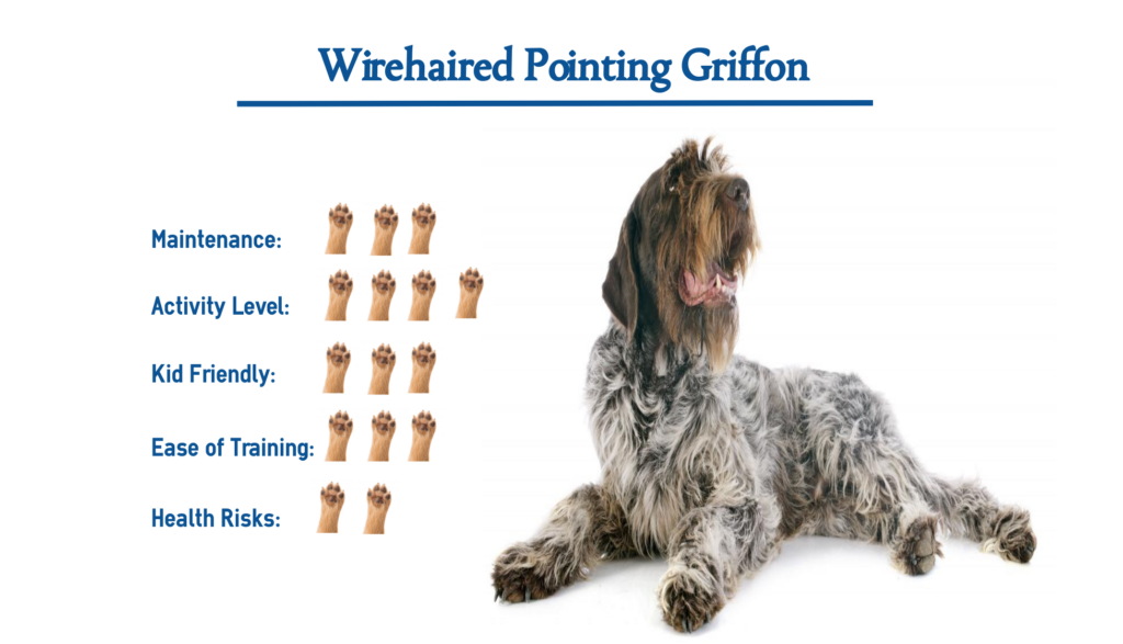 Wirehaired Pointing Griffon Dog Breed… Everything You Need to Know at a ...