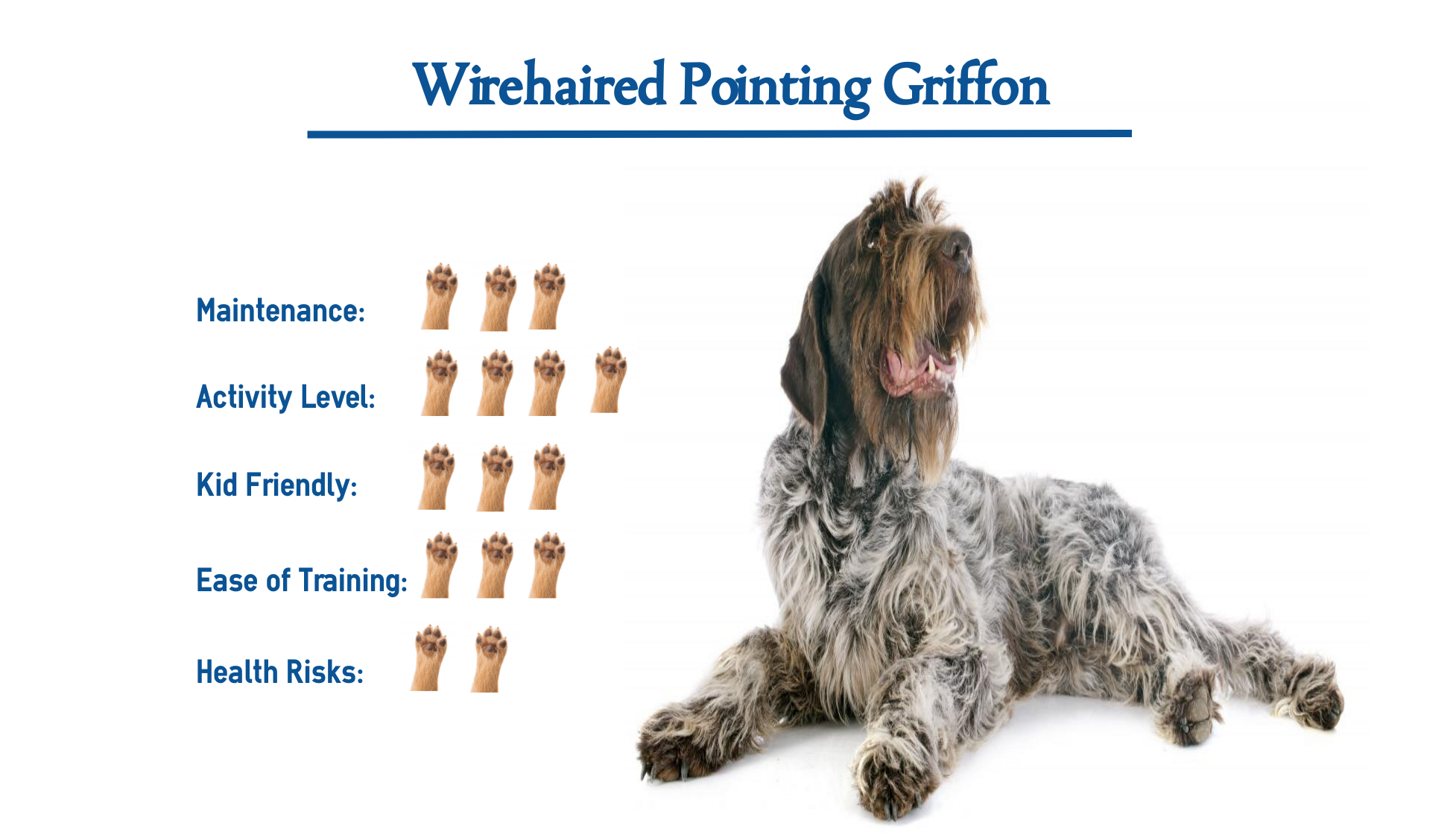 Wirehaired Pointing Griffon Dog Breed. 
