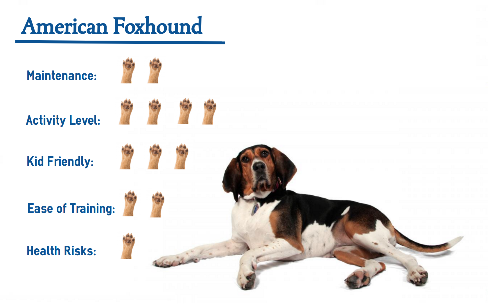 foxhound temperament